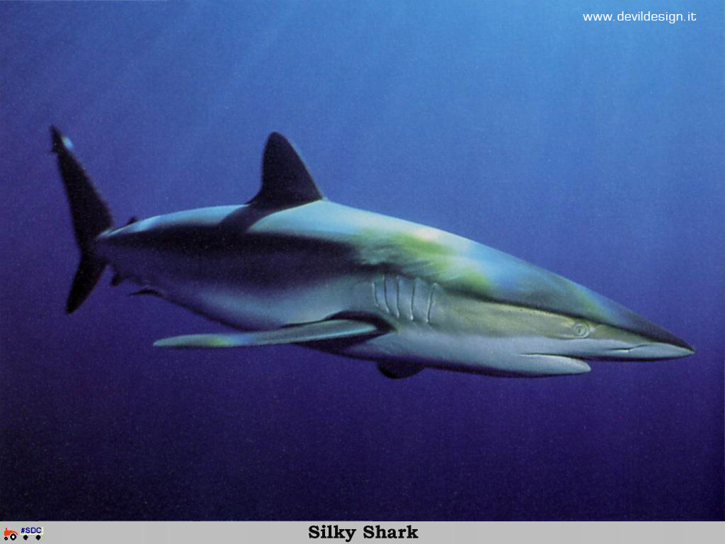 GCSR038-Silky_Shark copia
